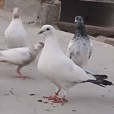 Highflyer And High quality pigeon