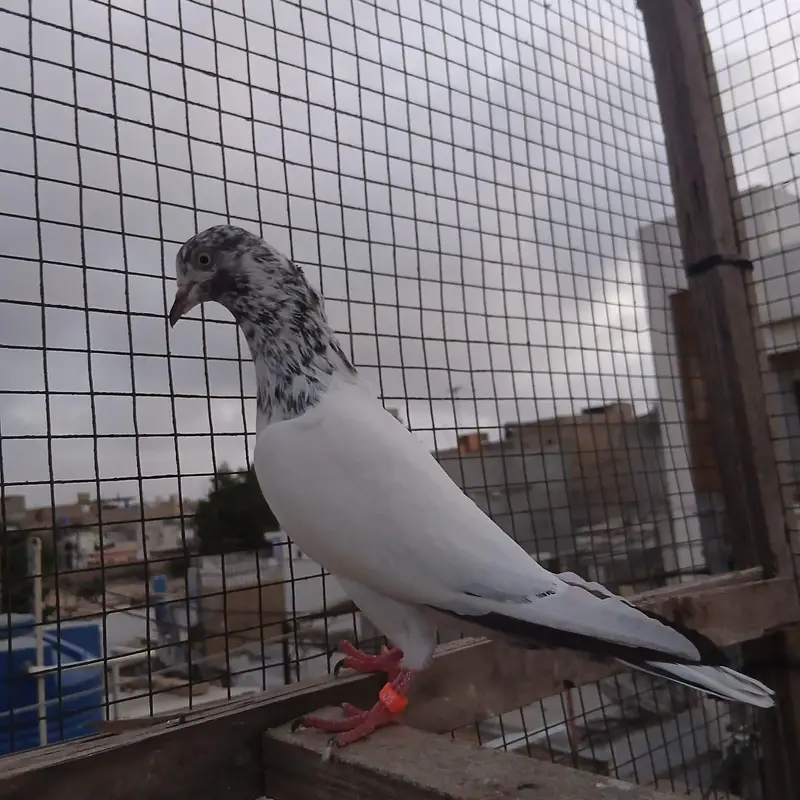 Highflyer And High quality pigeon — photo 4