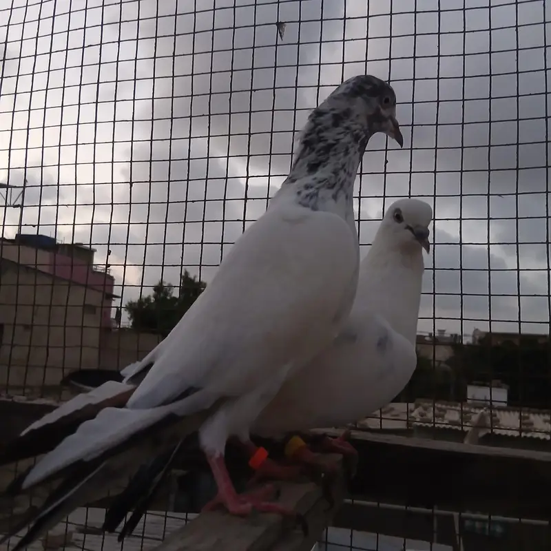 Highflyer And High quality pigeon — photo 5