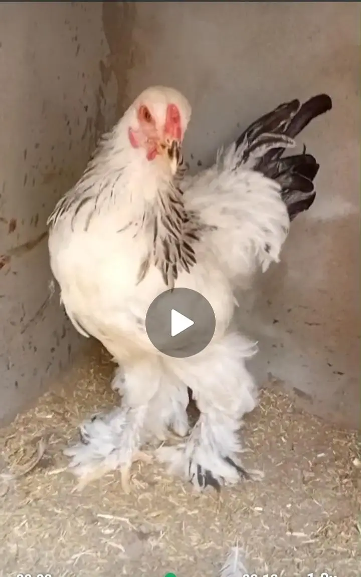 light Columbian Brahma age 7 months available for sale — photo 2