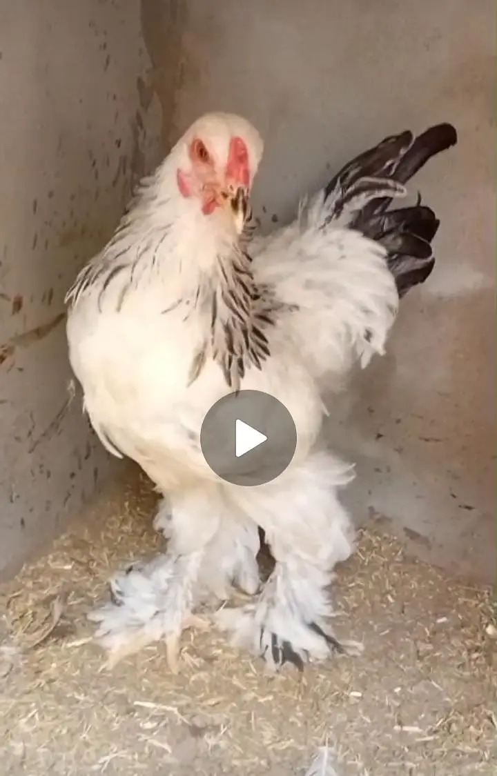 light Columbian Brahma age 7 months available for sale — photo 3