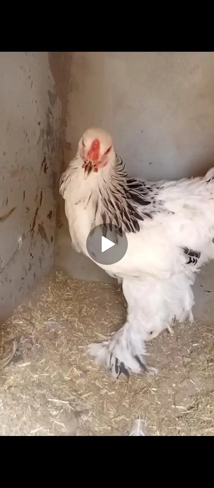 light Columbian Brahma age 7 months available for sale — photo 4