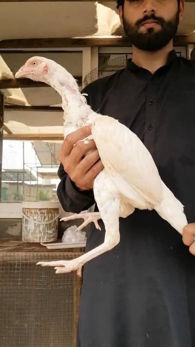 old blood heera patha male white murga