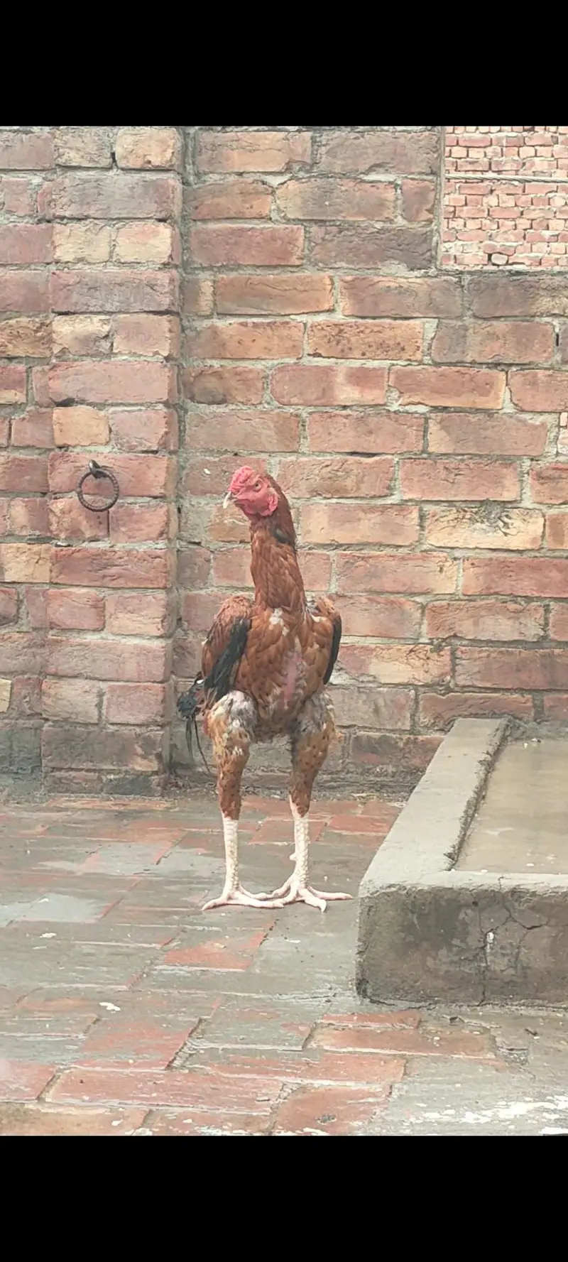 aseel sindhi 7 to 8month age — photo 2