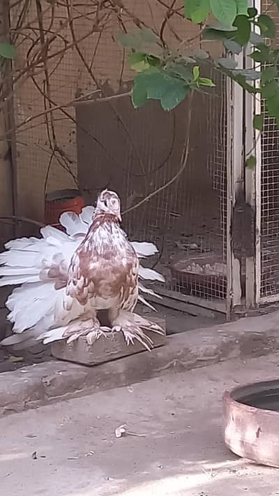 Amrican lucky for sale