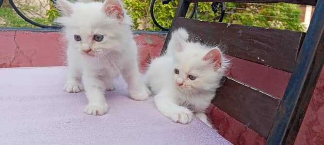 40 days Kitten