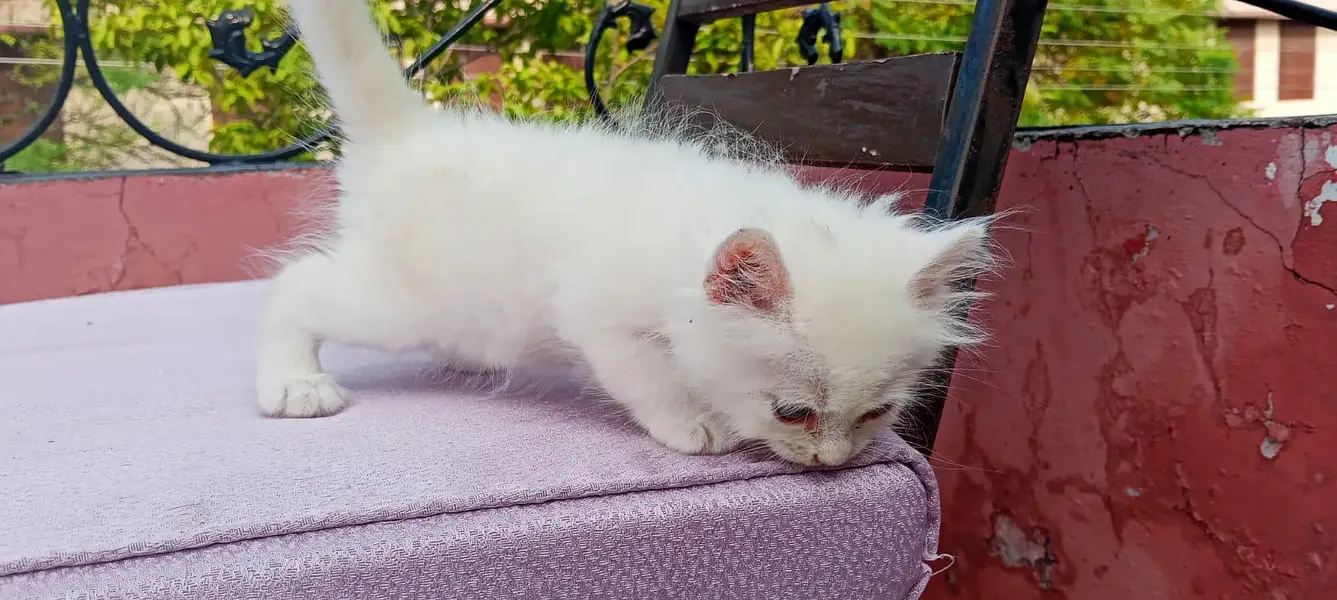 40 days Kitten — photo 2