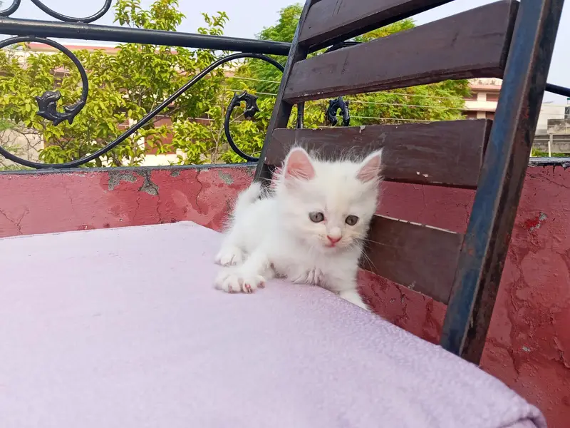 40 days Kitten — photo 3