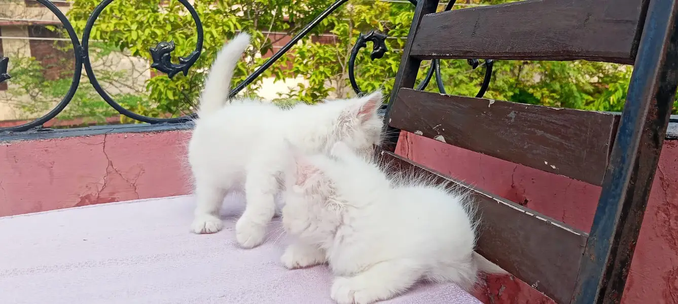 40 days Kitten — photo 4
