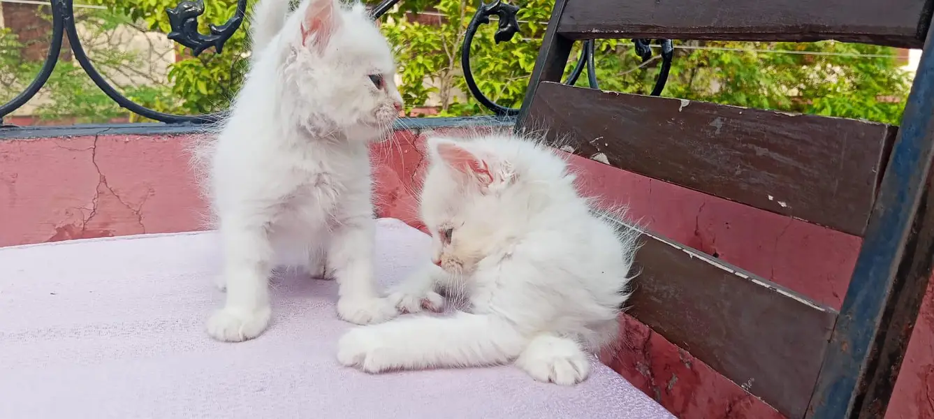 40 days Kitten — photo 5