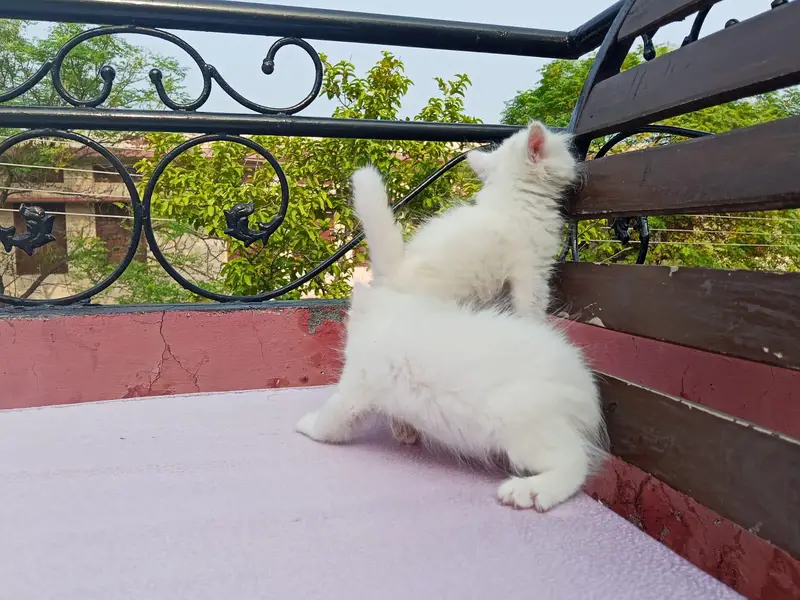 40 days Kitten — photo 6