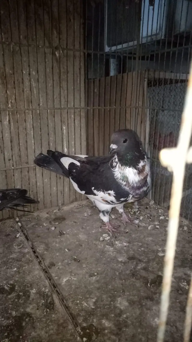 Pishori kabra — photo 2