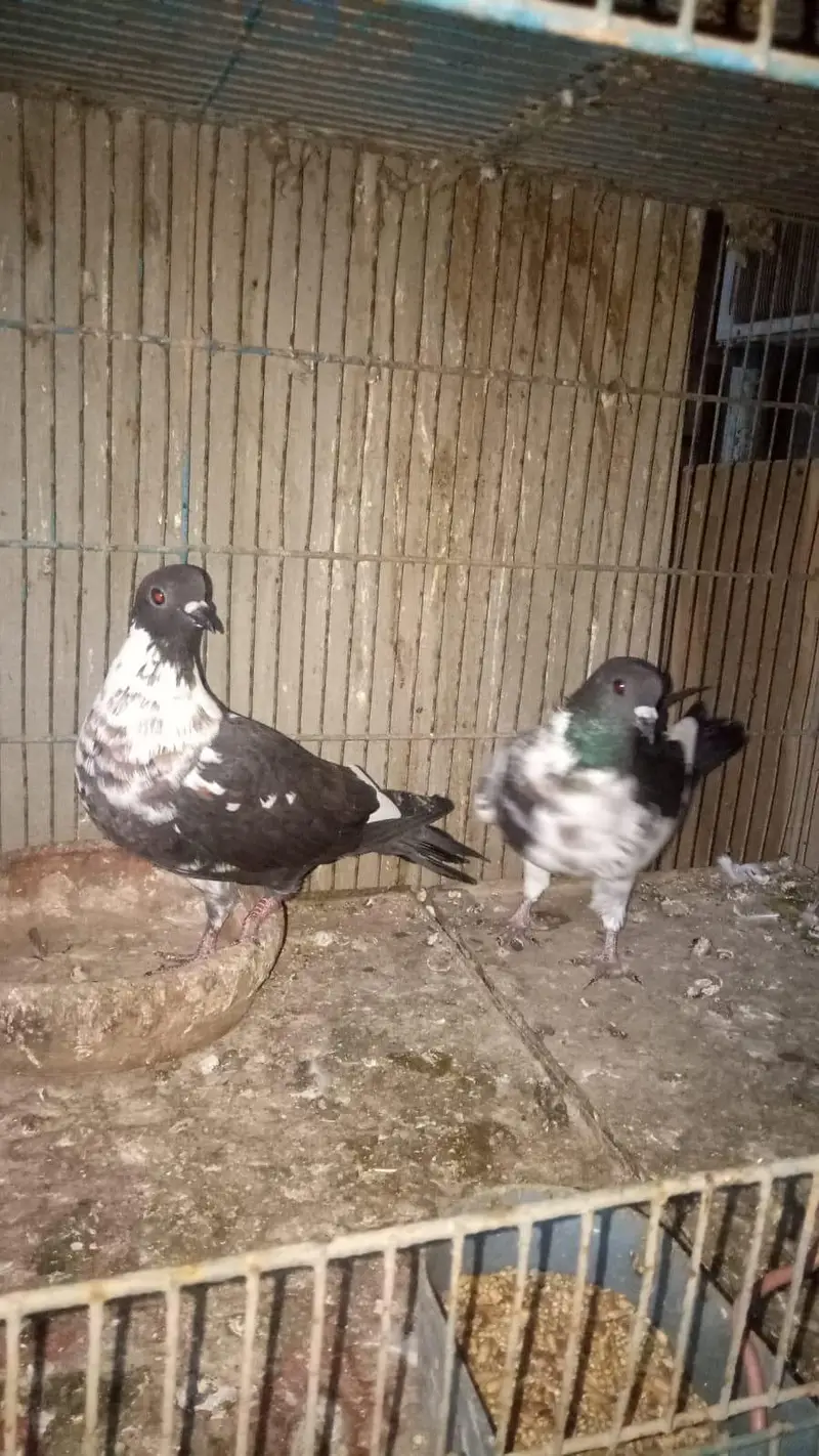 Pishori kabra — photo 3