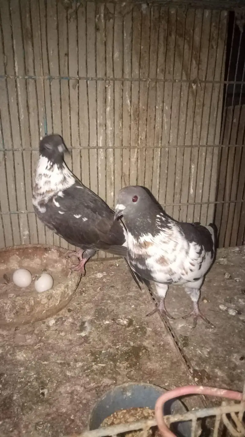 Pishori kabra — photo 4