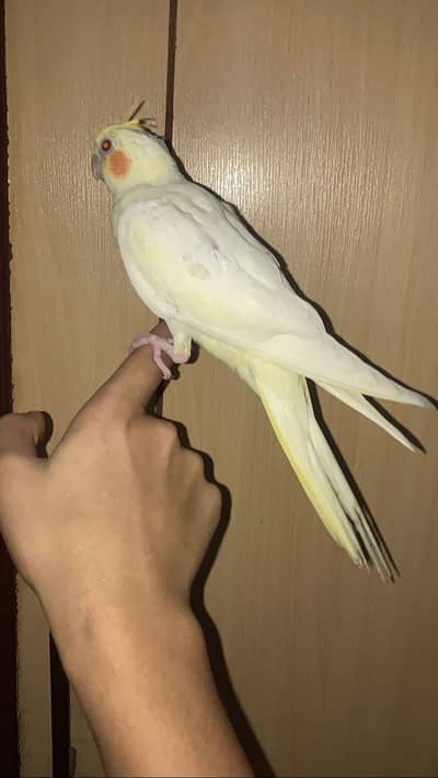 Tame lutino cocktail