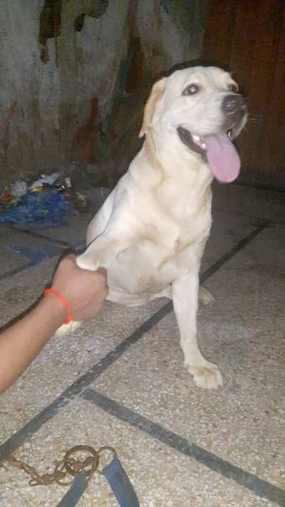 Labrador retriever female