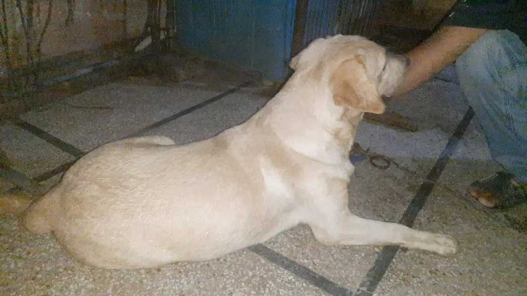 Labrador retriever female — photo 2