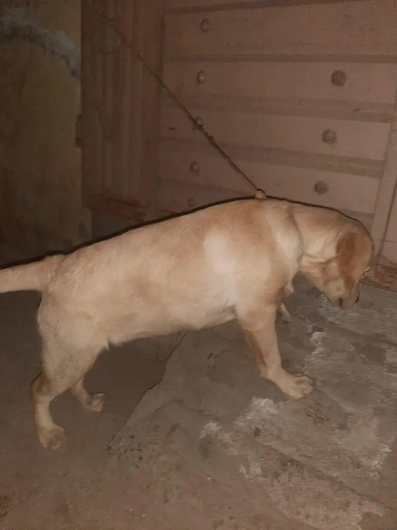 Labrador retriever female — photo 3