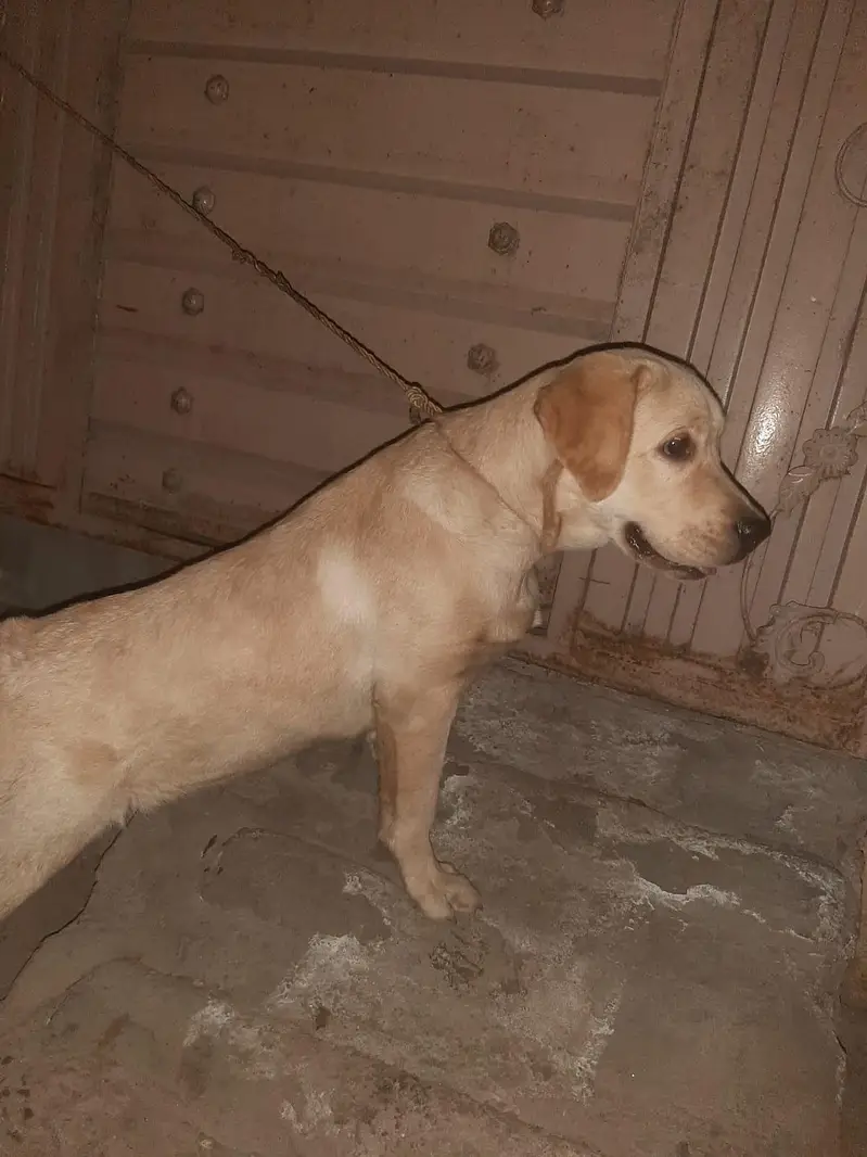 Labrador retriever female — photo 4