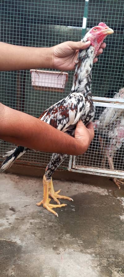 Kamaliya x Japanese Shamo Aseel Patha Murga Long Height 03098573144