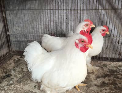 white bantam pairs available