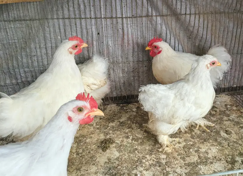 white bantam pairs available — photo 2