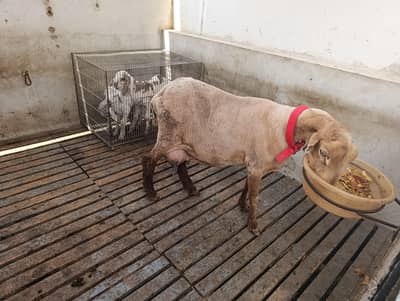 Sheep with her 3 kids