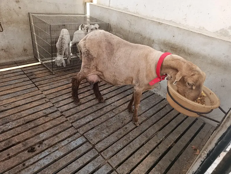 Sheep with her 2 kids — photo 2