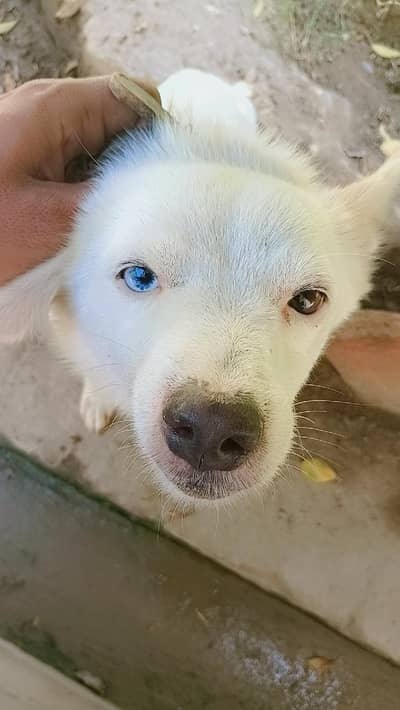 Unique 2 Eyes Blue and Black eyes Dog