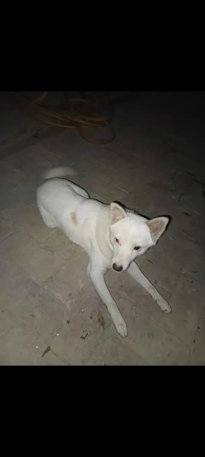 Unique 2 Eyes Blue and Black eyes Dog — photo 3