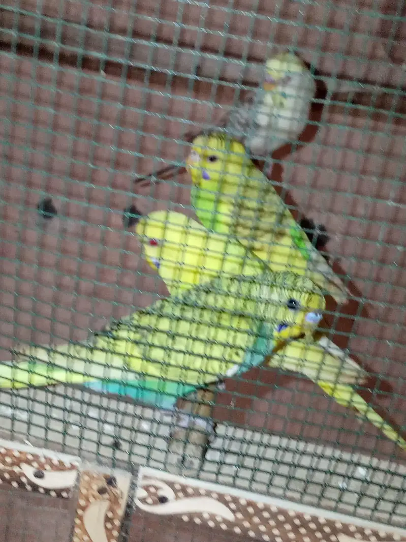 Ready to breed pairs — photo 2