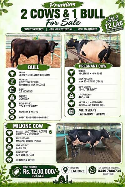 Cow | Bchri | Australian Cow | Australian Milking Cow | Cow For Sale