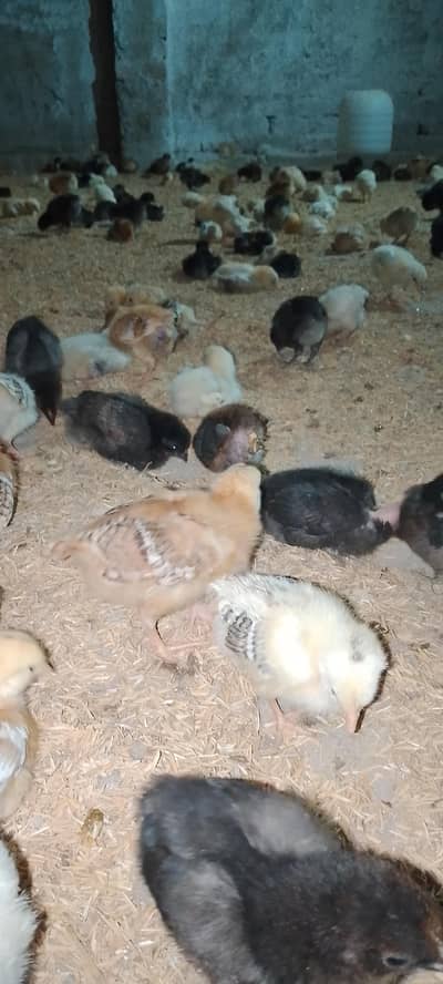 golden misri choza for sale 120 per piece