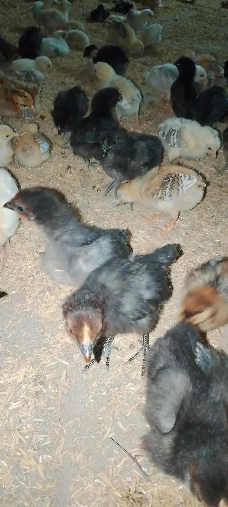 golden misri choza for sale 120 per piece — photo 2