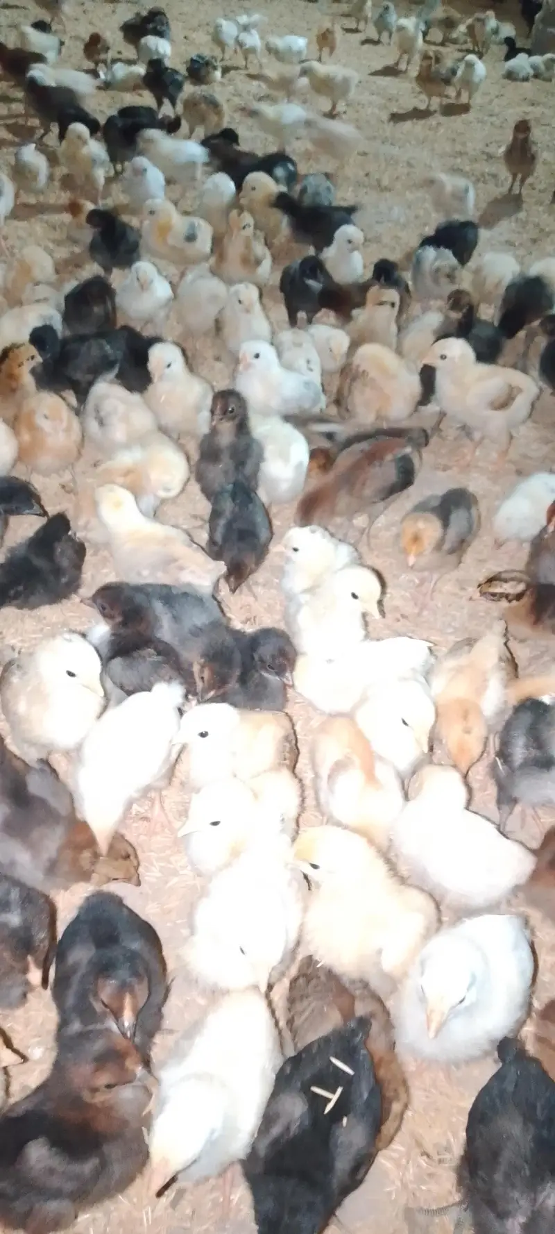 golden misri choza for sale 120 per piece — photo 4