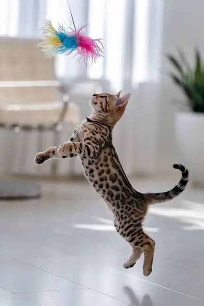 BENGAL KITTENS AVAILABLE