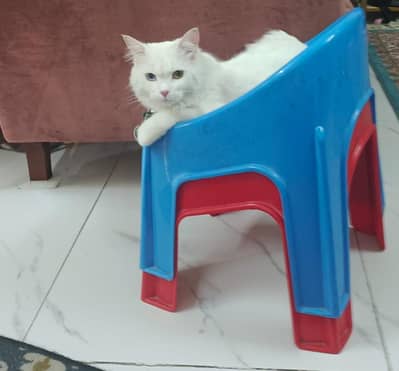 Odd Eye,, Litter Trained, Neutered Persian Cat Urgent Sale 03307919688