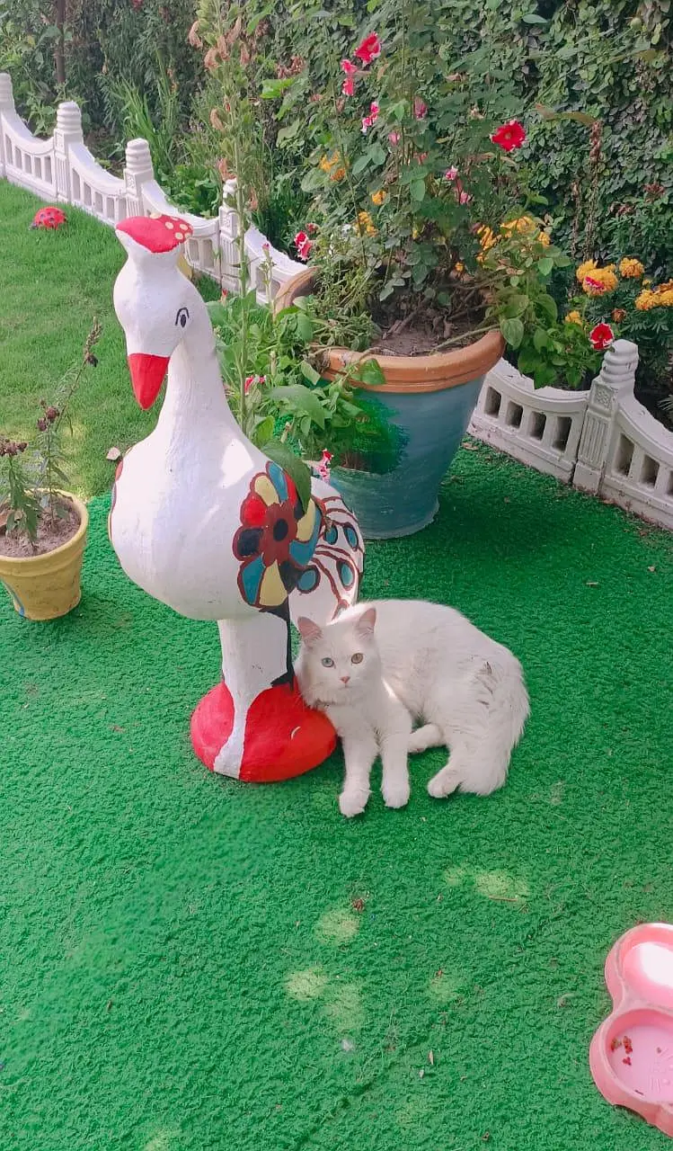 Odd Eye,, Litter Trained, Neutered Persian Cat Urgent Sale 03307919688 — photo 2