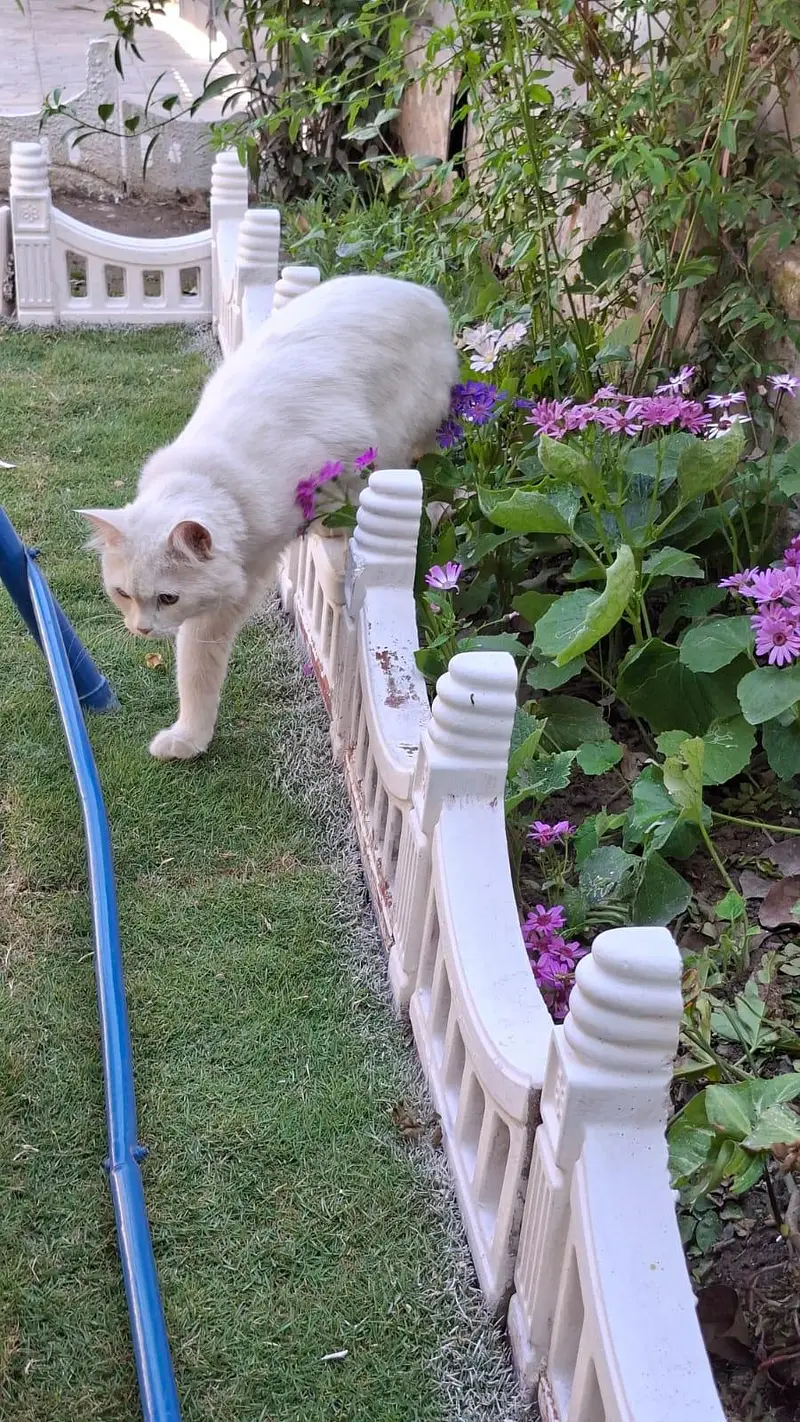 Odd Eye,, Litter Trained, Neutered Persian Cat Urgent Sale 03307919688 — photo 4