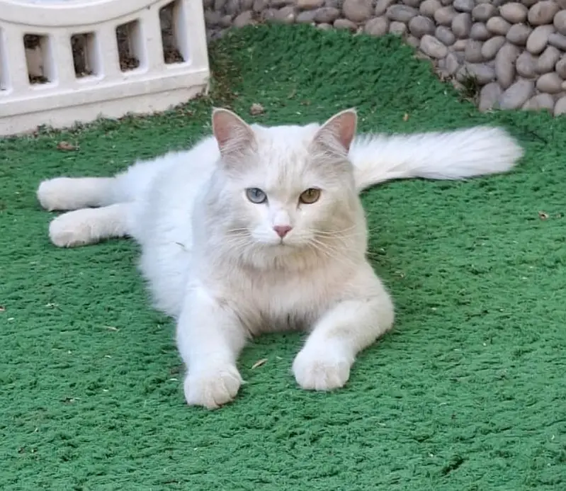 Odd Eye,, Litter Trained, Neutered Persian Cat Urgent Sale 03307919688 — photo 5
