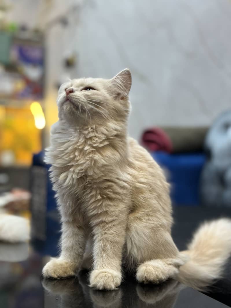 Fully trained persion breed 4