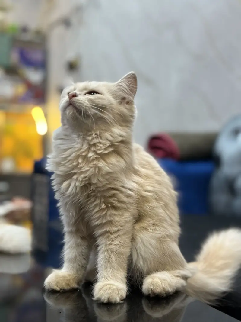 Fully trained persion breed — photo 5