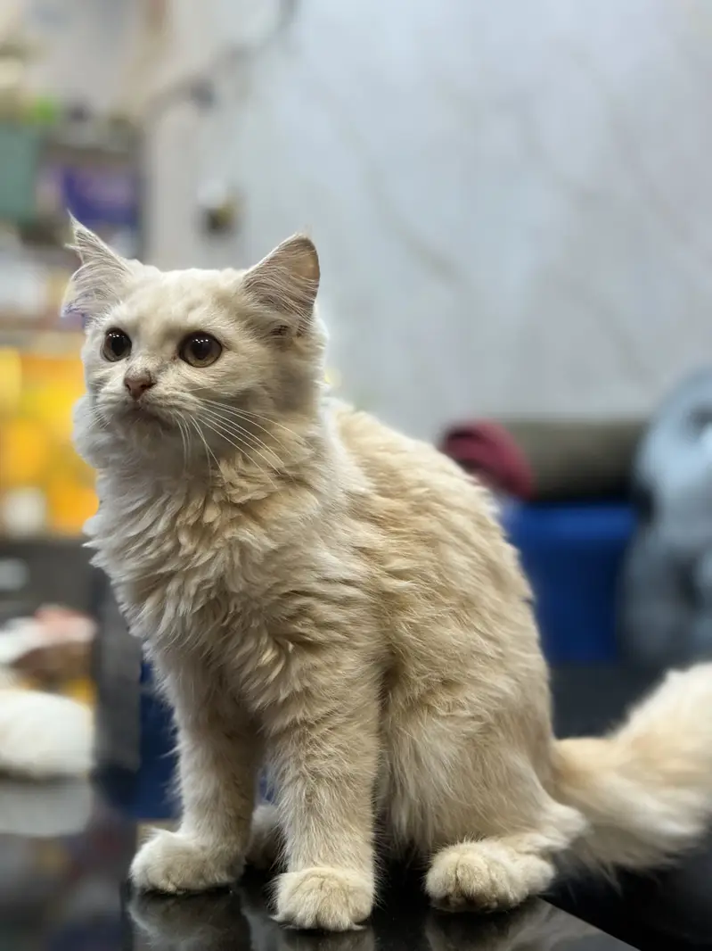 Fully trained persion breed — photo 6