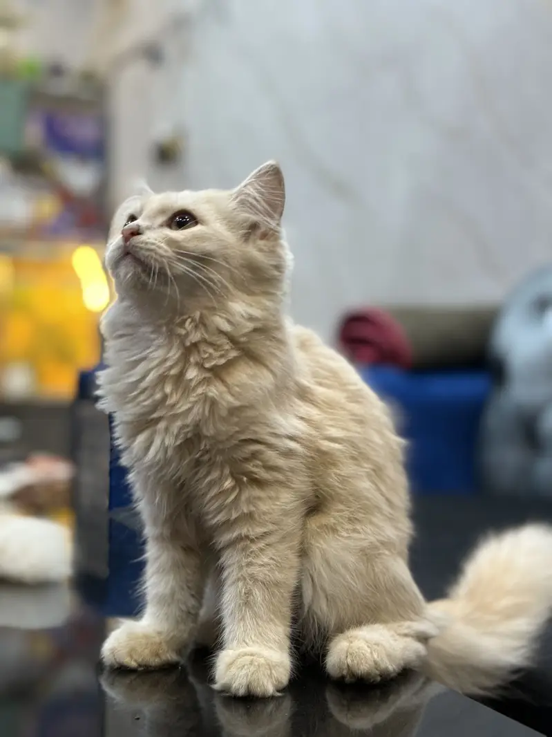 Fully trained persion breed — photo 7