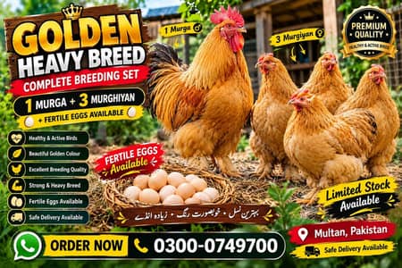 Golden heavy buff Breeder set