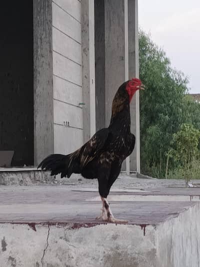 Paramoze Aseel Murga