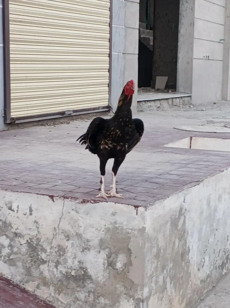 Paramoze Aseel Murga — photo 2