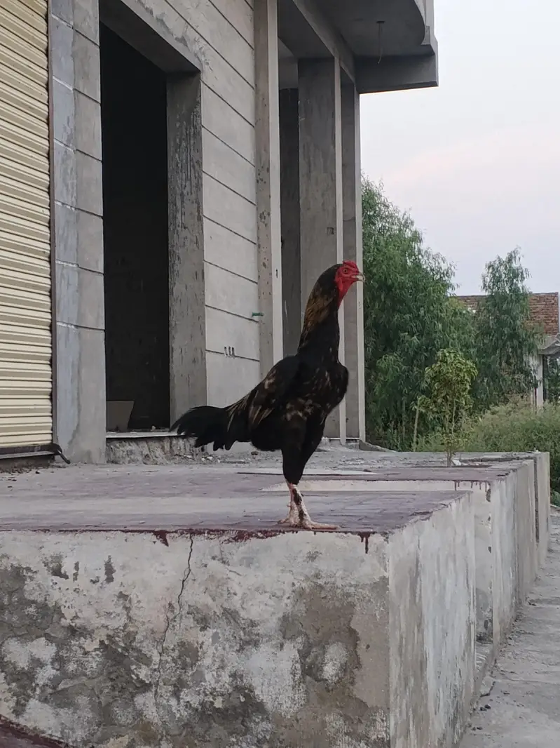 Paramoze Aseel Murga — photo 3