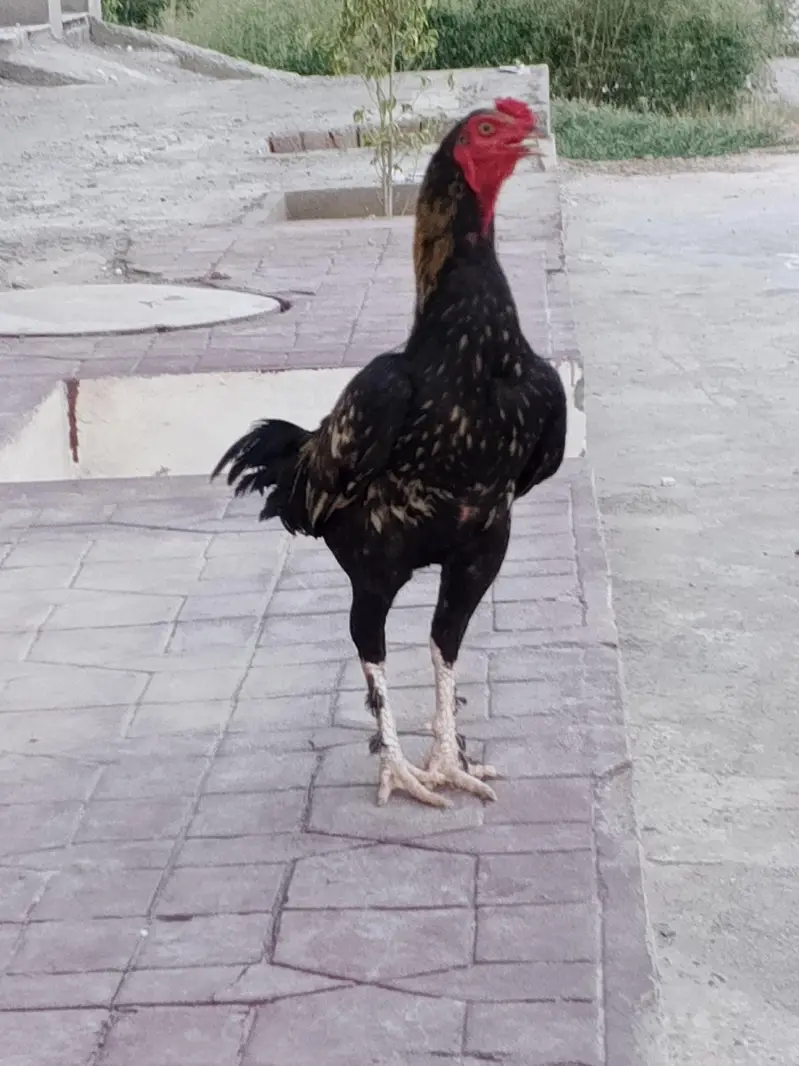 Paramoze Aseel Murga — photo 4