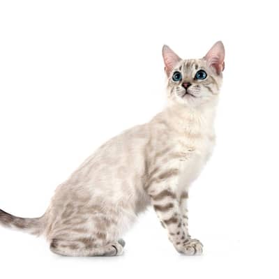BENGAL Imported KITTENS AVAILABLE